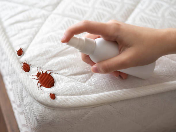 Best Wasp Removal Services  in Black Canyon City, AZ