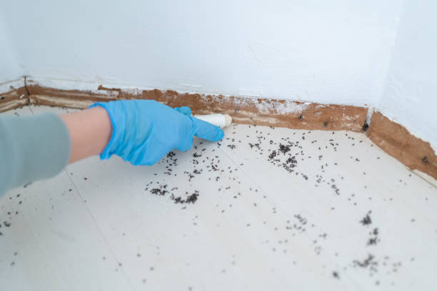 Best Local Pest Control Services  in Black Canyon City, AZ