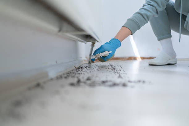 Best Spider Control Near Me  in Black Canyon City, AZ